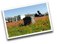 cemetery